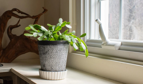 saucers or trays under every pot